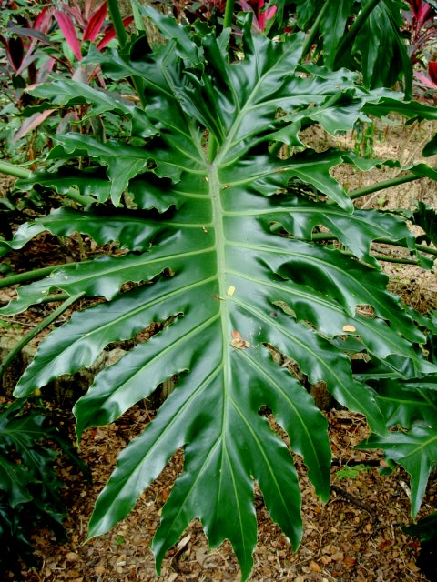 Philodendron bipinnatifidum Schott ex Endl. | Alor Setar, Ke… | Flickr