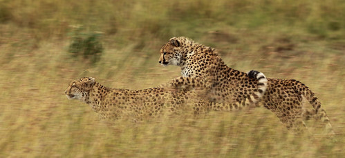 20128 Cheetah Chase | by Ian Yule