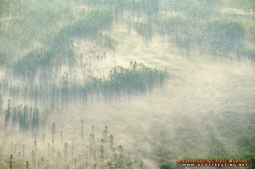 trees usa fog forest sunrise geotagged unitedstates florida aerial deland deleonspringsheights geo:lat=2915343557 geo:lon=8126213551