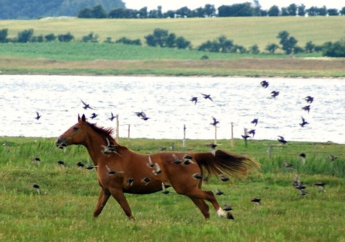 horse birds running beautifulworldchallenges herowinner thissinghus
