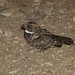 Flickr photo 'COMMON POORWILL' by: Aquila-chrysaetos.