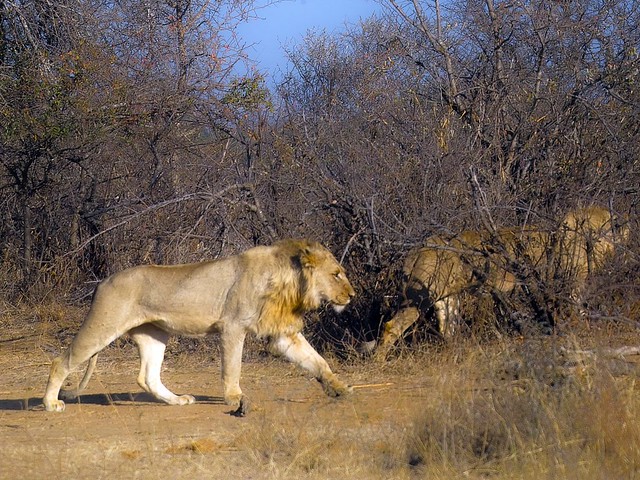 Mature male lion