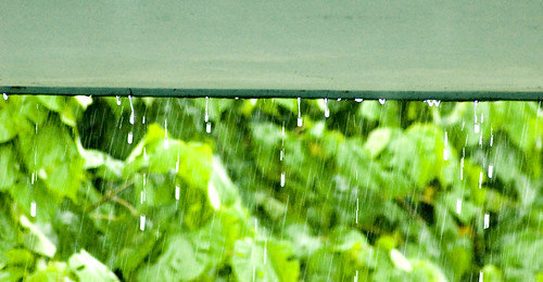 nature rain drops monsoon raindrops dehradun