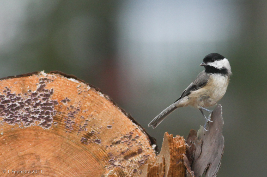 ...and we certainly won't forget the commoner resident birds like this Carolina Chickadee.