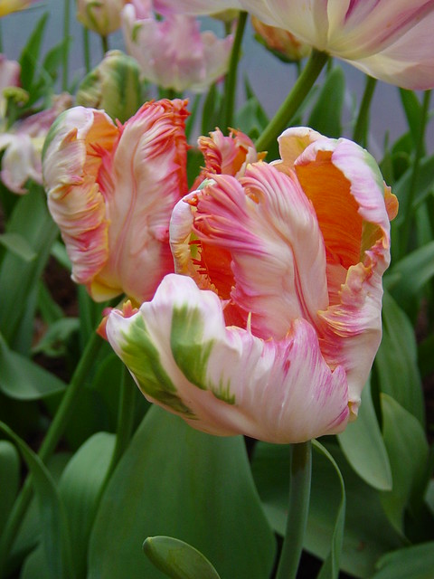 Very different looking tulip