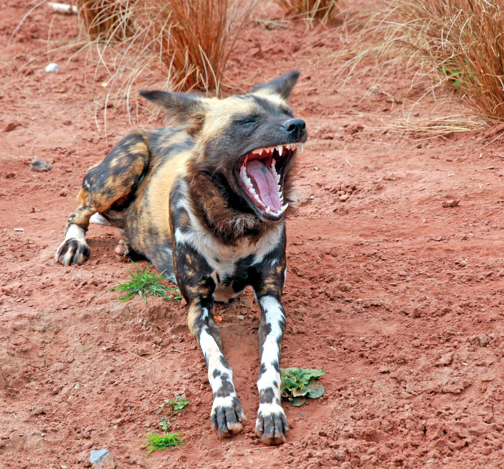 Killing Machine | An African Wild Hunting Dog or Painted Dog… | Flickr