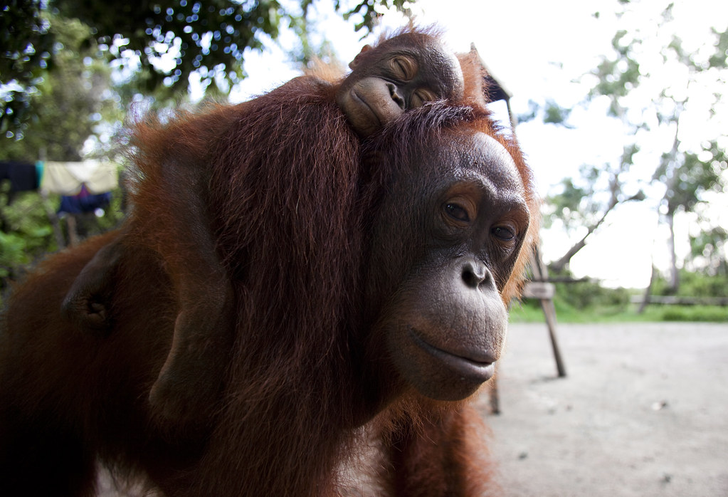 Orangutans, near Camp Rasak, Lamandau Wildlife Reserve, Central Kalimantan, Indonesian Borneo