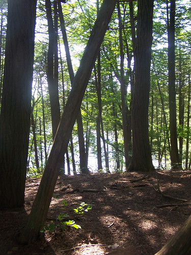 Sun Peaking Through the Trees by andyarthur,  <a href="http://andyarthur.org/photos/pointauroche/sunpeaking.html" rel="nofollow">andyarthur.org/p