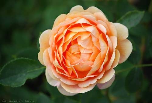 Rose in Queen Mary's Rose Garden, Regent's Park, London | Flickr