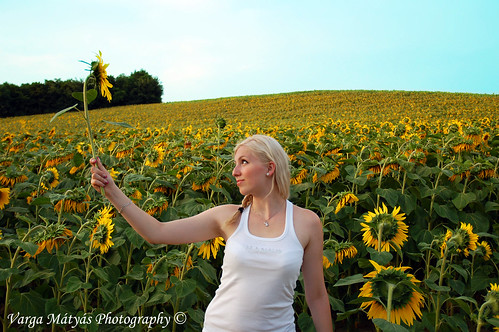 summer woman girl field yellow d50 nikon sommer feld sunflower blondehair patri napraforgó nyár sárga mező szőke lány