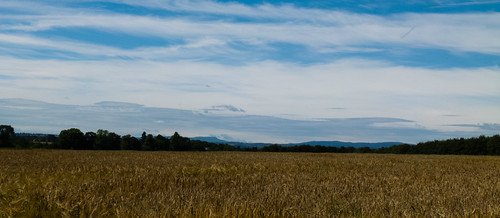Looking over a corn field for a distant view of the Clees