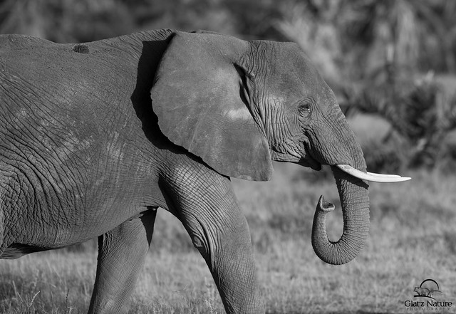 Elephant Matriarch in Grayscale, Masai Mara