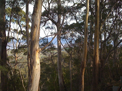 landscape australia views tasmania hobart morningwalk eucalyptusforest eucalyptusviminalis mountrumney markfountainphoto markfountain52 eucayptuspulchella