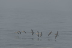 peruvian pelicans "surfing"