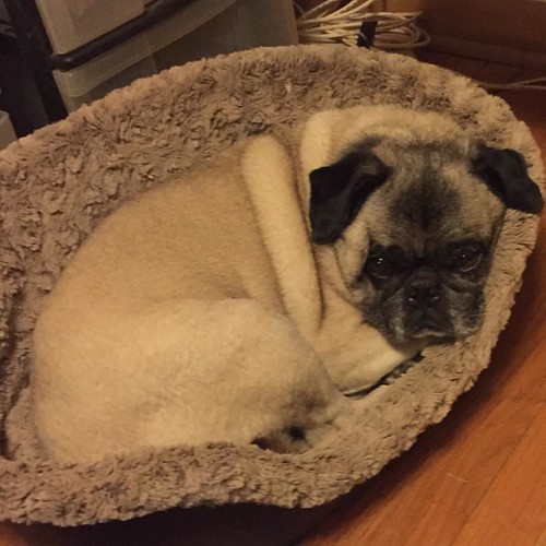 #nationalpugday hi from Timmy | by Naplestan