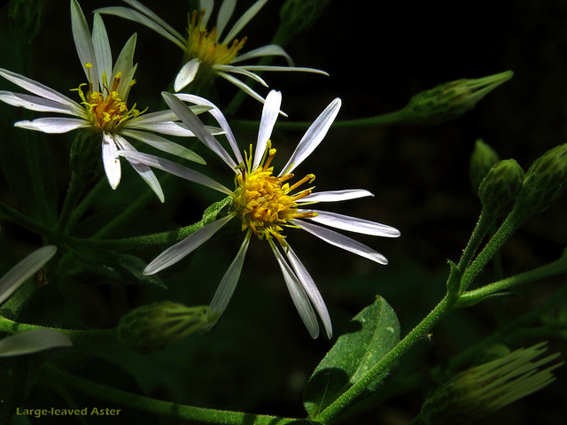 Large-leaved Aster  - Eurybia macrophylla   -  Asteraceae: Aster or Daisy family