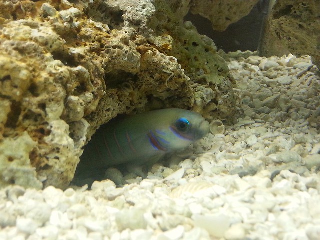 My Zebra Dart Fish like digging caves in my aquarium.