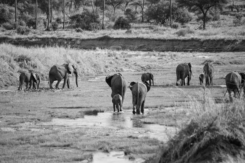 The Elephants of Tarangire National Park
