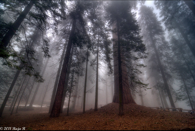 Foggy Sequoia Trees