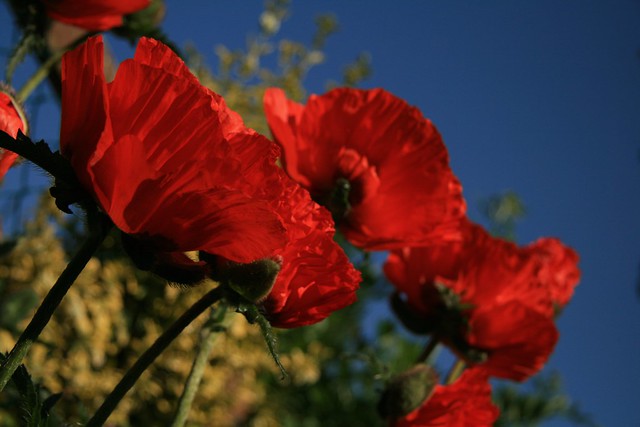 Blue Sky Red Poppies