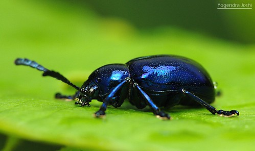 Blue Beetle | by Yogendra174