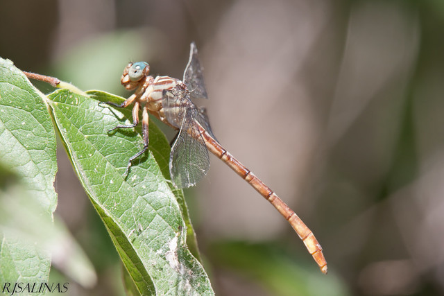 russet-tipped clubtail