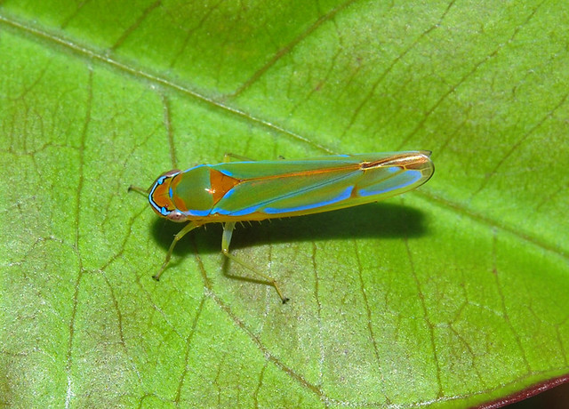 Tiny colourful leafhopper