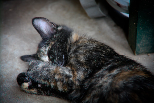 brindle cat | by rjonas
