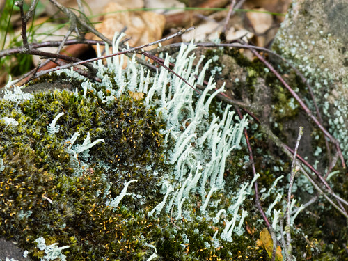 Lichen growing through moss