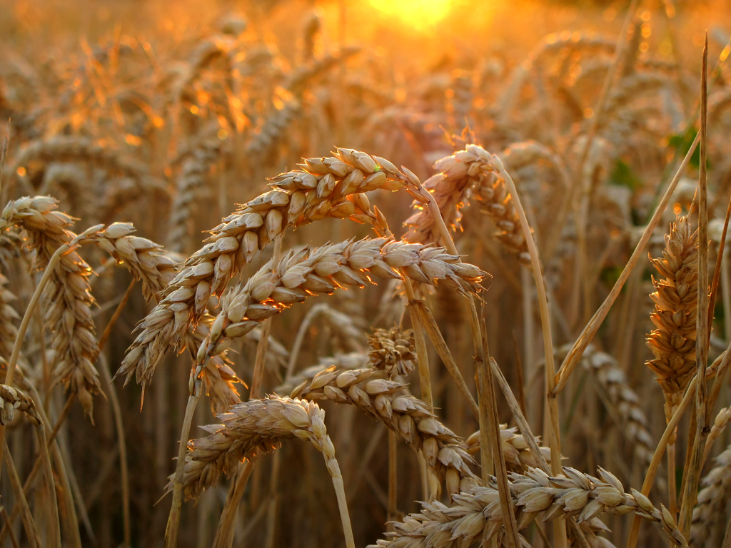 Wheat in golden Evening Light - - - Thanks for 100.000 views on this image !!! by Batikart