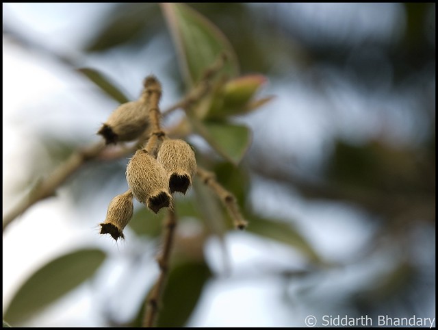 Seed pods