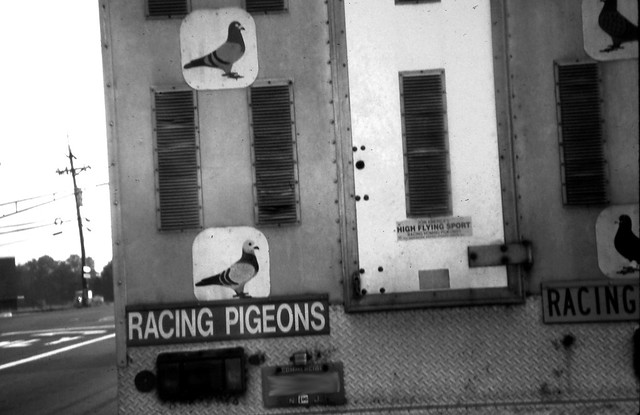 Racing Pigeons Truck