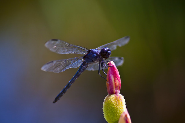 A Biltmore Dragonfly