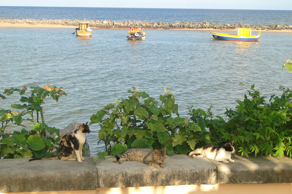 Seafront with Lounging Cats - Olinda - Outside Recife - Brazil