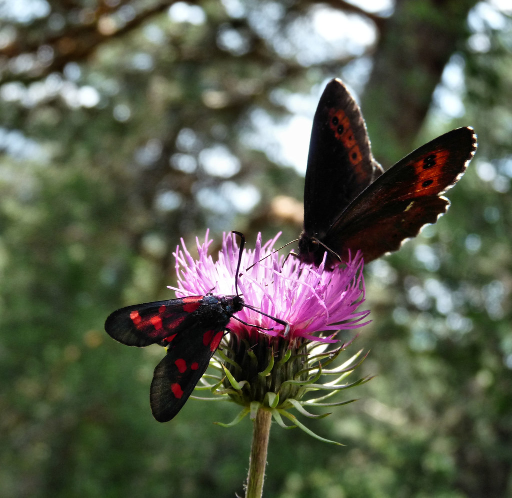 farfalle | barbara | Flickr
