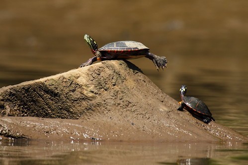 Nature in the Balance | Painted Turtle (Chrysemys picta) pre\u2026 | Flickr