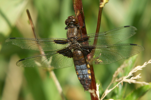 Broad-bodied chaser, Leighton Moss RSPB, July 2011