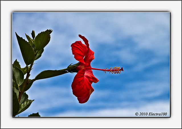 El cielo y la flor de hibiscus, dos regalos  de nuestro planeta.