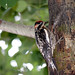 Flickr photo 'Red-Naped Sapsucker' by: quinet.