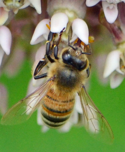 bee on milkweed flower