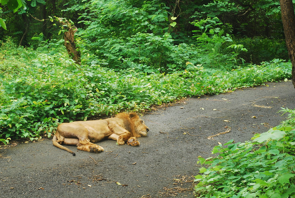 Sanjay Gandhi National Park, Mumbai | We went for a tiger / … | Flickr