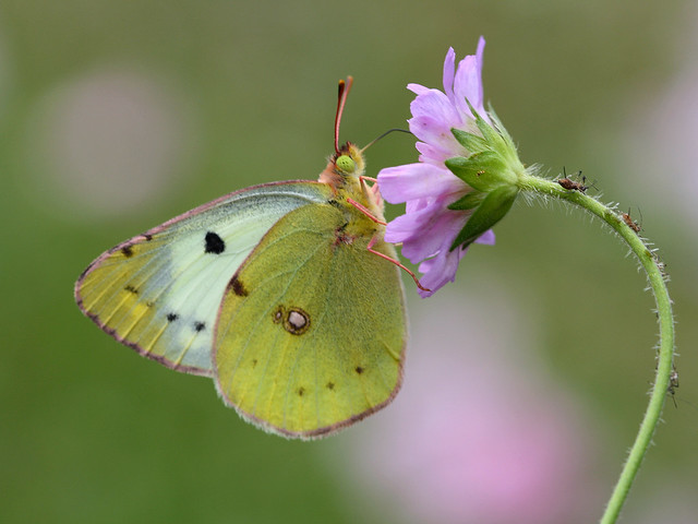 Butterfly- Clouded Yellow (COLIAS HYALE) - Braşov, Ro.