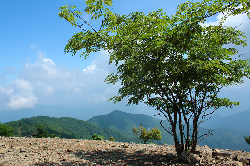 鷹ノ巣山