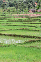 Rwanda Rice Paddy