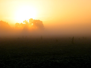 Foggy Summer Sunrise