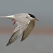 Flickr photo 'The Common Tern Sterna hirundo' by: Maris Pukitis.