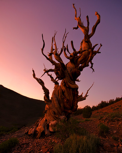 Bristlecone Bones #2 -- White Mountains, California by Jeff Swanson -- www.interfacingnature.com, AKA Gnarls Barkless
I think I like the composition of this image a bit more than the previous one I