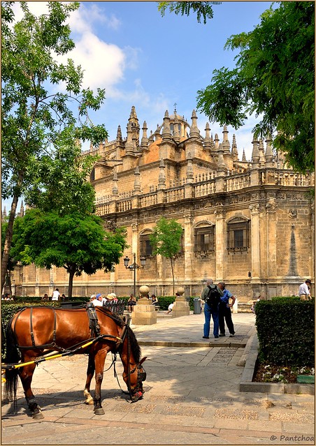 Sevilla : El caballo y la Catedral