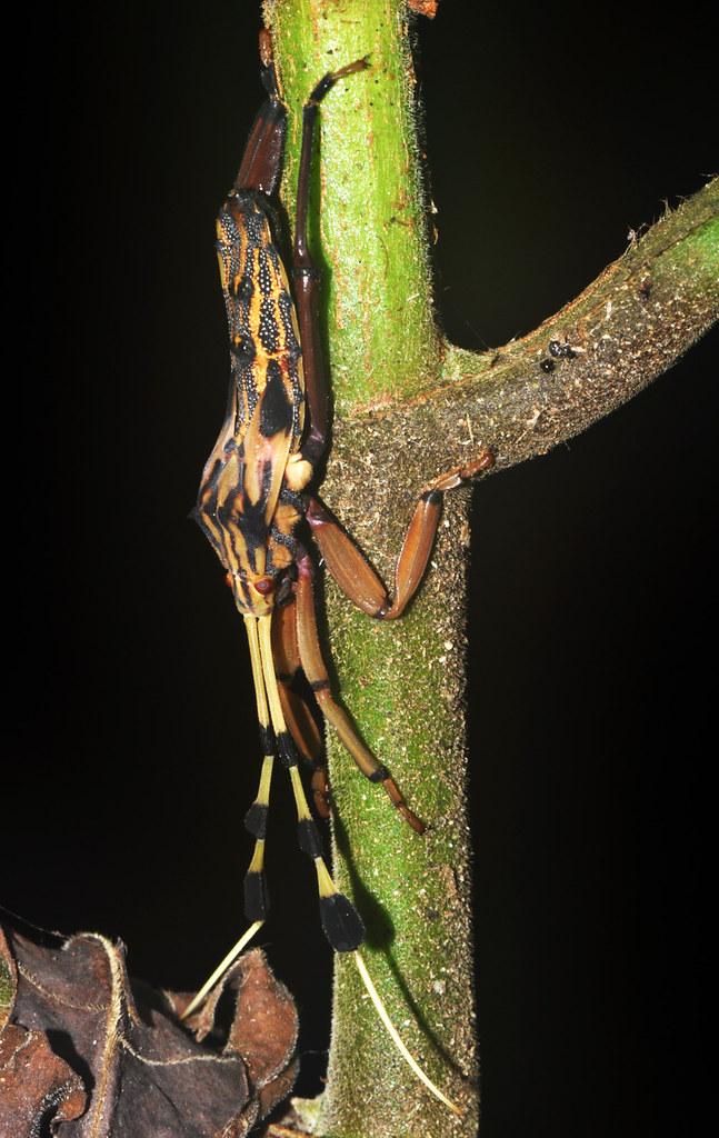 Colourful leaf-footed bug, nymph (Coreidae)