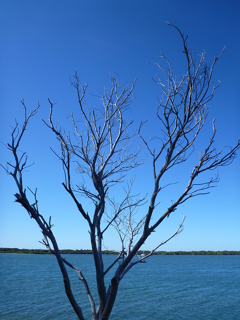 Dead tree, Ballina waterfront